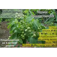 Идеал и Кочерженко: саженцы грецкого ореха от производителя