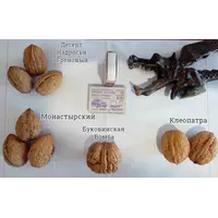 Саженцы крупноплодных сортов грецкого ореха