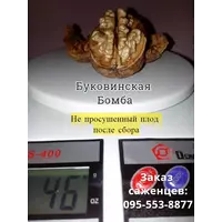 Привитые саженцы грецкого ореха Буковинская Бомба и Яровской