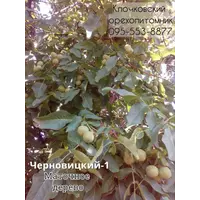 Привитые саженцы грецкого ореха Буковинский 1 и Черновицкий 1